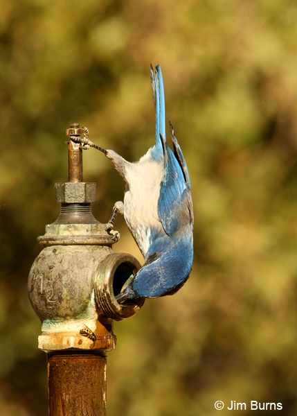 California Scrub-Jay stretching for water