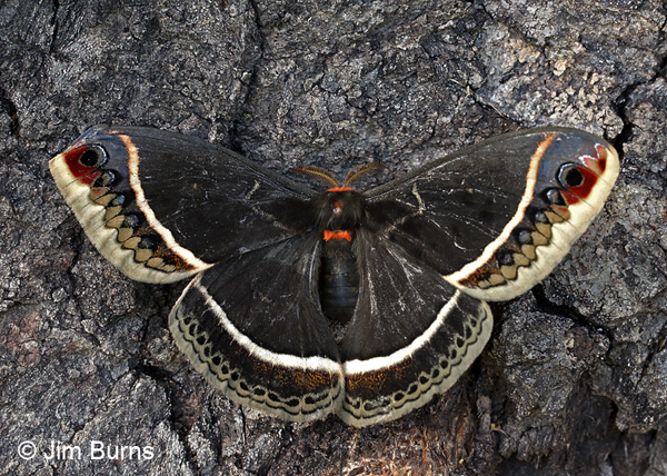 Calleta Silkworm Moth male, Arizona