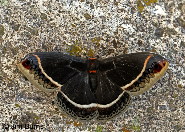 Calleta Silkworm Moth male on rock, Arizona