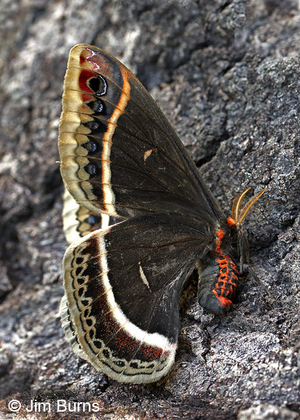 Calleta Silkworm Moth male underwing, Arizona