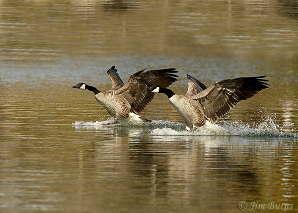 Canada Geese synchronized landing--5833