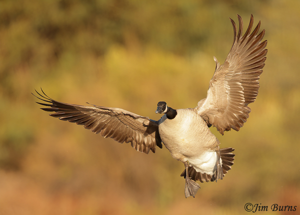 Canada Goose, the conductor in air--0083