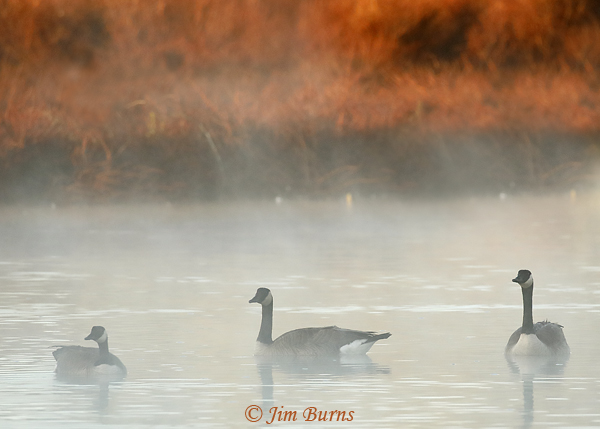 Canada Geese in misty sunrise--0668