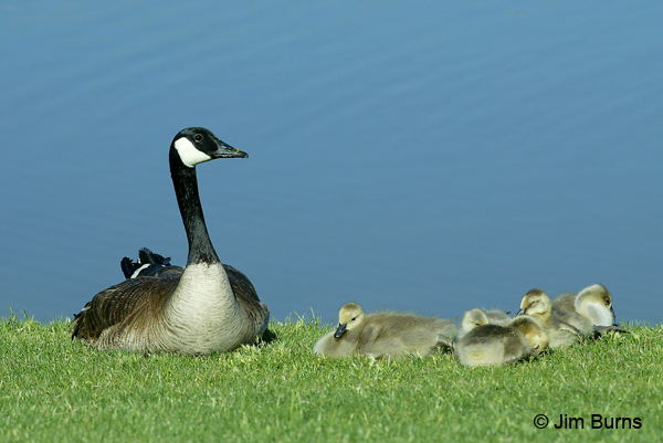 Canada Goose with young