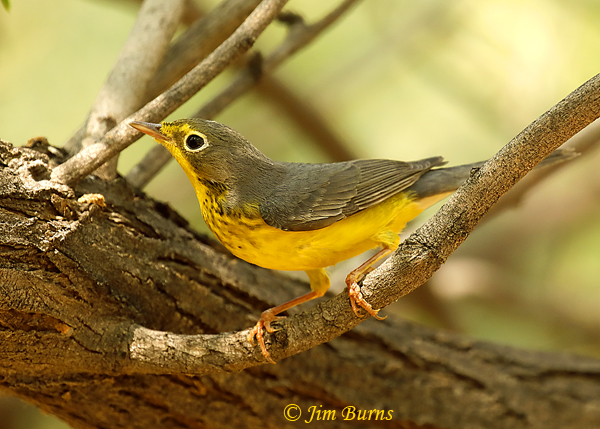Canada Warbler male in mesquite--7039