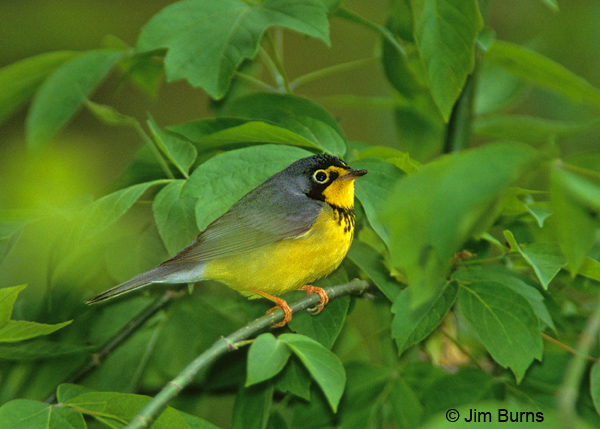 Canada Warbler male