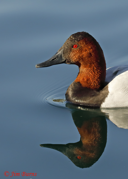 Canvasback male reflections--0414
