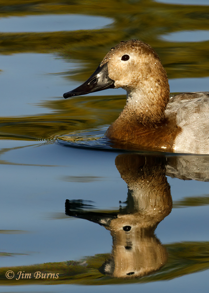 Canvasback female reflections--0487