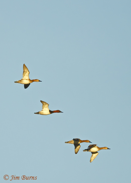 Canvasback flock in flight--6336