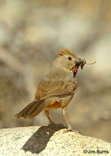 Canyon Towhee with wasp