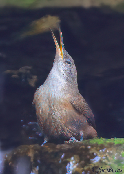 The signature onomatopoeic song of a Canyon Wren rises up from The Grotto in the Wallace Garden.