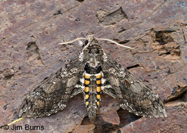 Carolina Sphinx Moth, Arizona