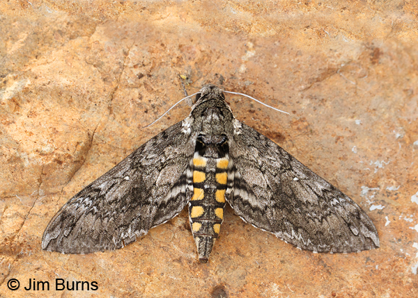 Carolina Sphinx Moth, Madera Canyon, Arizona