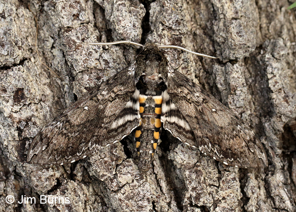 Carolina Sphinx Moth #2, Arizona