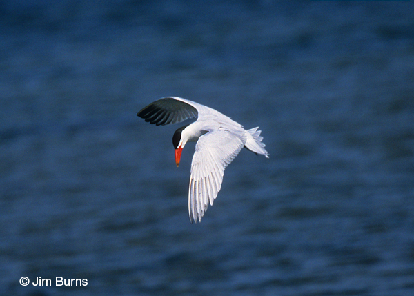 Caspian Tern adult breeding hovering