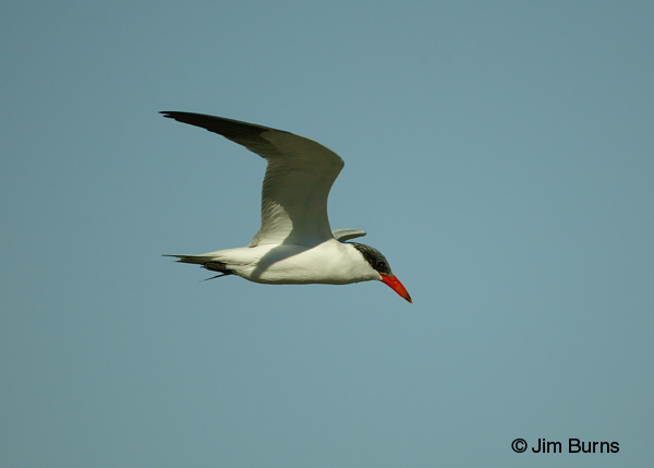 Caspian Tern adult nonbreeding in flight