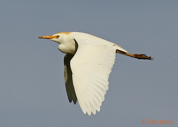 Cattle Egret in flight--3418