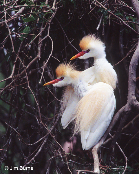 Cattle Egret pair breeding plumage