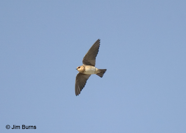 Cave Swallow in flight