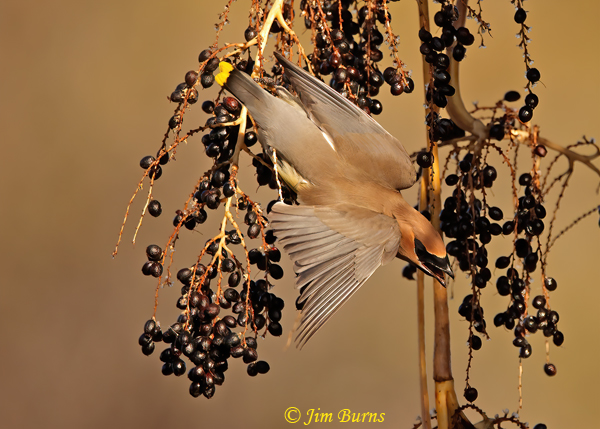 Cedar Waxwing dropping out--2567