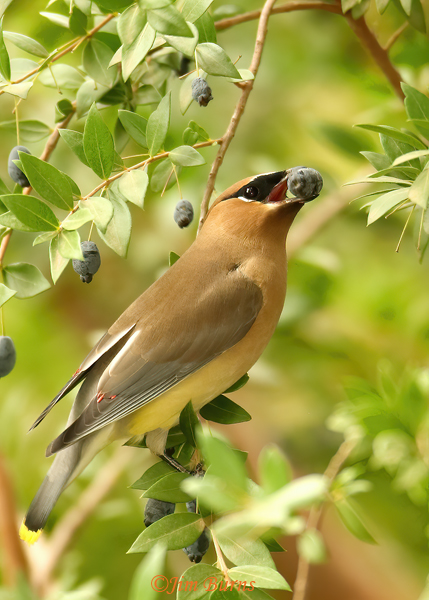 Cedar Waxwing adult with Myrtle Berry--1405