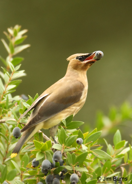 Cedar Waxwing juvenile with Myrtle berry