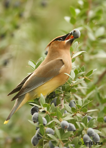 Cedar Waxwing adult with Myrtle berry #2