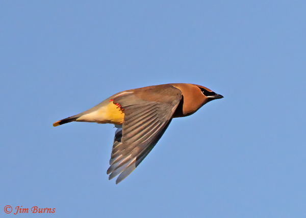 Cedar Waxwing in flight showing red wing appendages--3878
