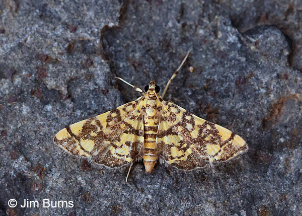 Checkered Apogeshna Moth, Arizona