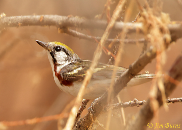 Chestnut-sided Warbler, migrant male in Arizona, early July--9222
