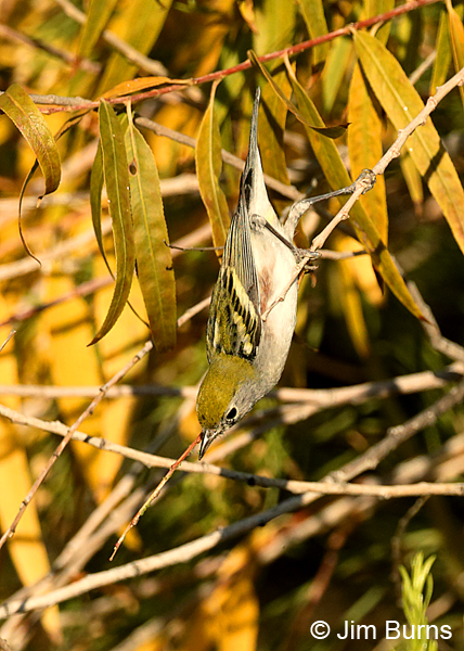 Chestnut-sided Warbler searching for spiders