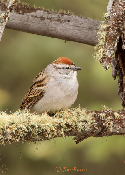 Chipping Sparrow in habitat in pines--2319