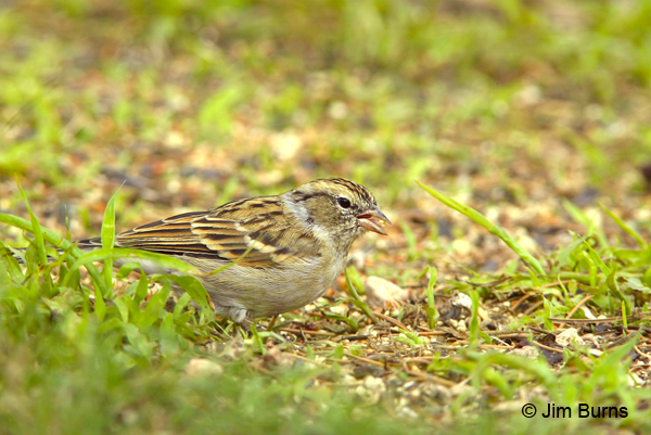 Chipping Sparrow first winter