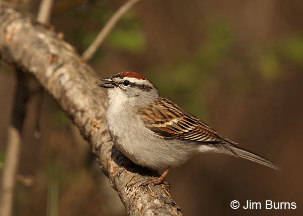 Chipping Sparrow singing