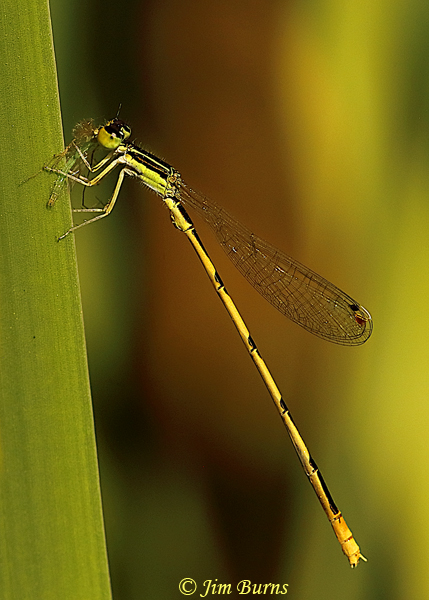 Citrine Forktail male with tiny flying insect, Maricopa Co., AZ, October 2019--7351