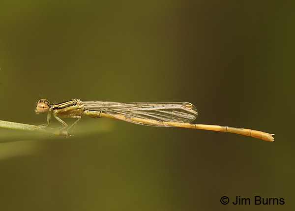 Citrine Forktail immature male, Montgomery Co., AR, May 2013