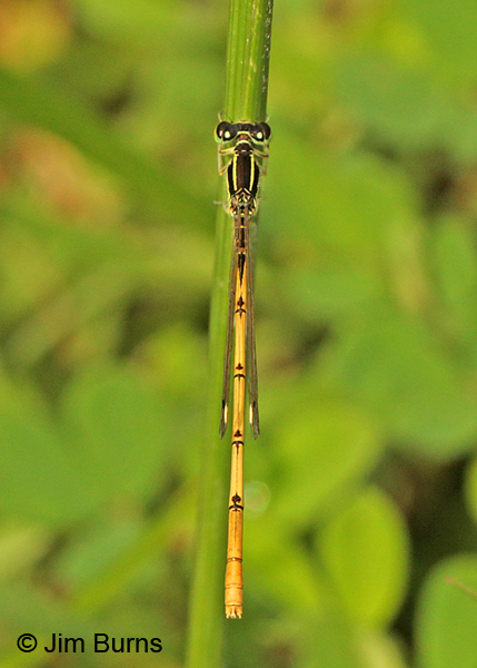 Citrine Forktail male, Montgomery Co., AR, May 2015