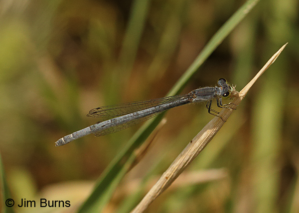 Citrine Forktail mature female with small bug, Maricopa Co., AZ, May 2014