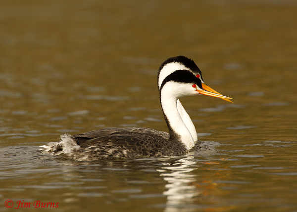 Clark's Grebe pair, larger male in rear--9335