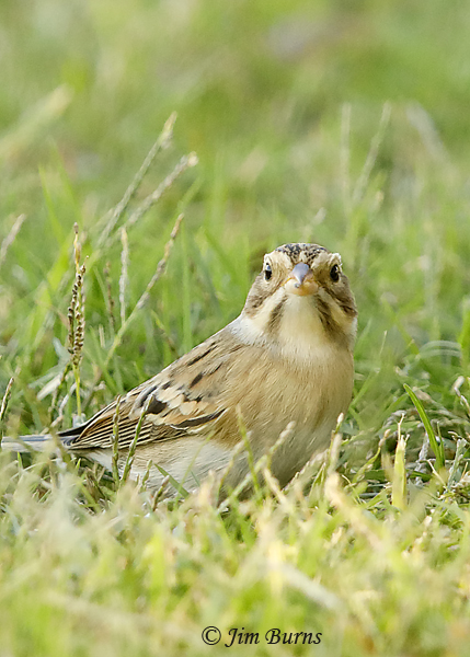 Clay-colored Sparrow showing moustachial marks--8454