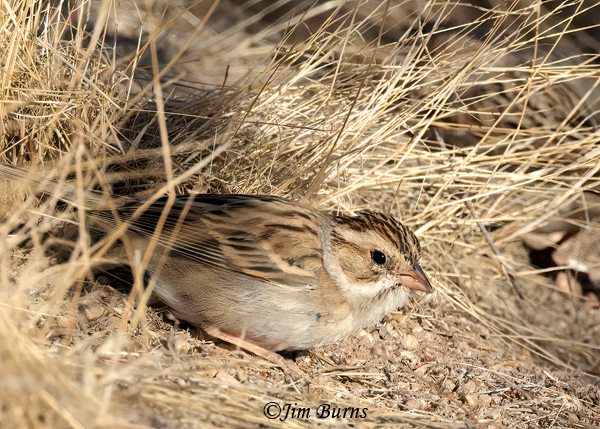 Clay-colored Sparrow feeding on grass seed--4000