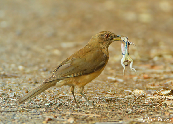 Clay-colored Thrush with lizard--1000