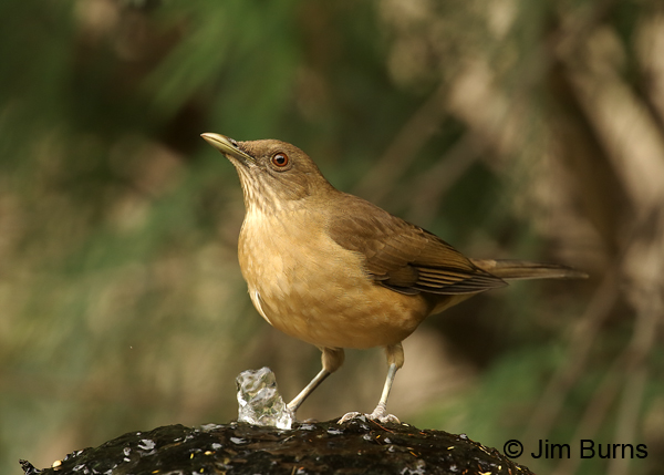 Clay-colored Thrush at water dribbler