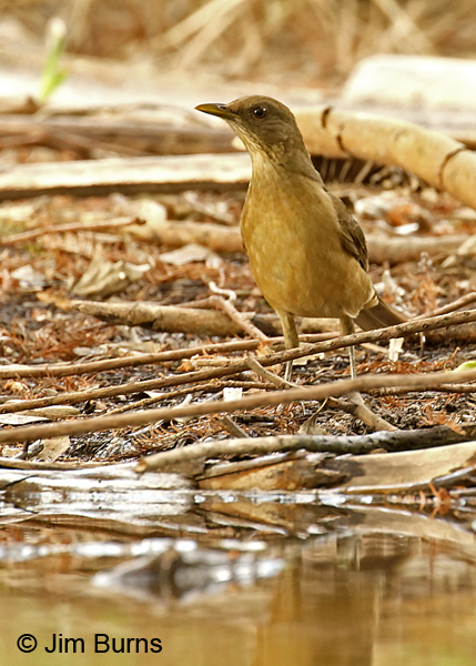 Clay-colored Thrush coming to water