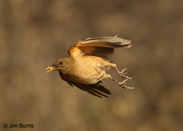 Clay-colored Thrush in flight