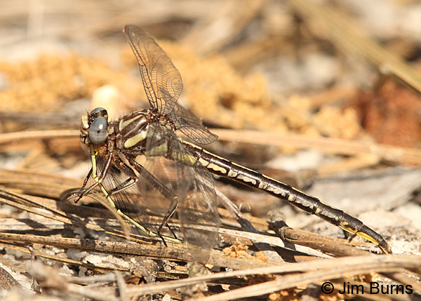 Clearlake Clubtail female eating Citrine Forktail, Chesterfield Co., SC, May 2014