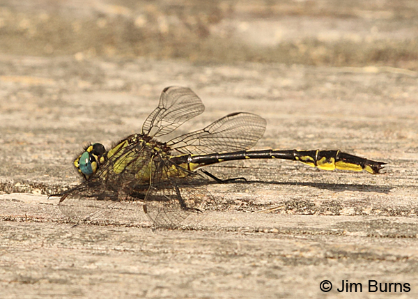 Clearlake Clubtail male, Chesterfield Co., SC, May 2014