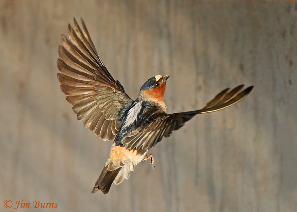Cliff Swallow with building supplies--1000
