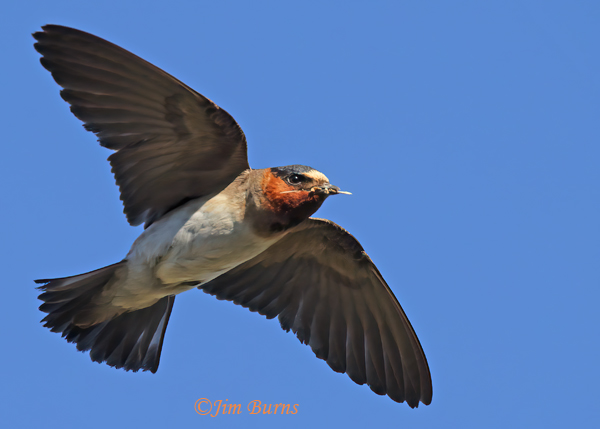 Cliff Swallow with a mouthful of insects captured in flight--4676