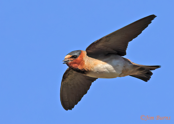 Cliff Swallow calling in flight--4707